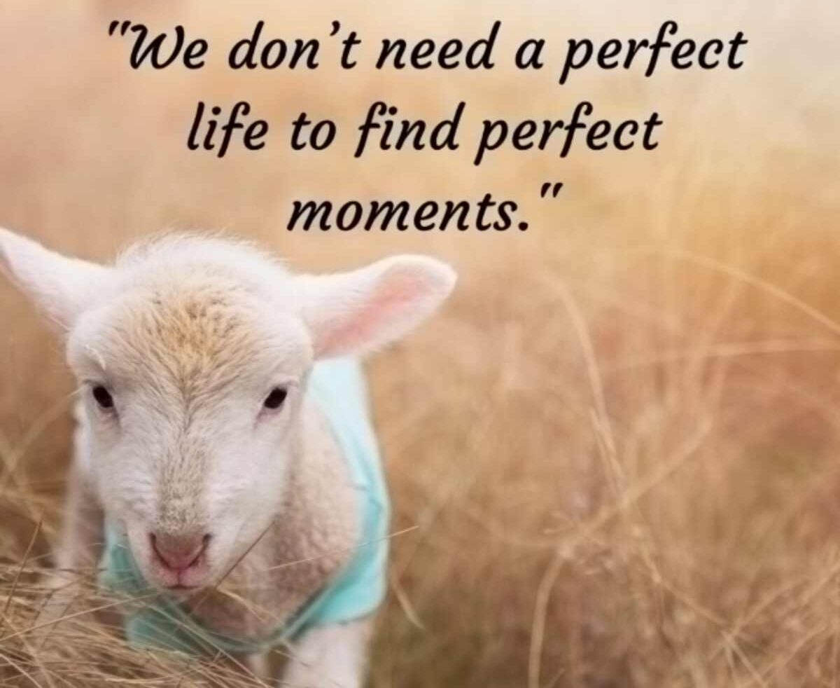 Finding the Perfect Quote for Any Life Moment